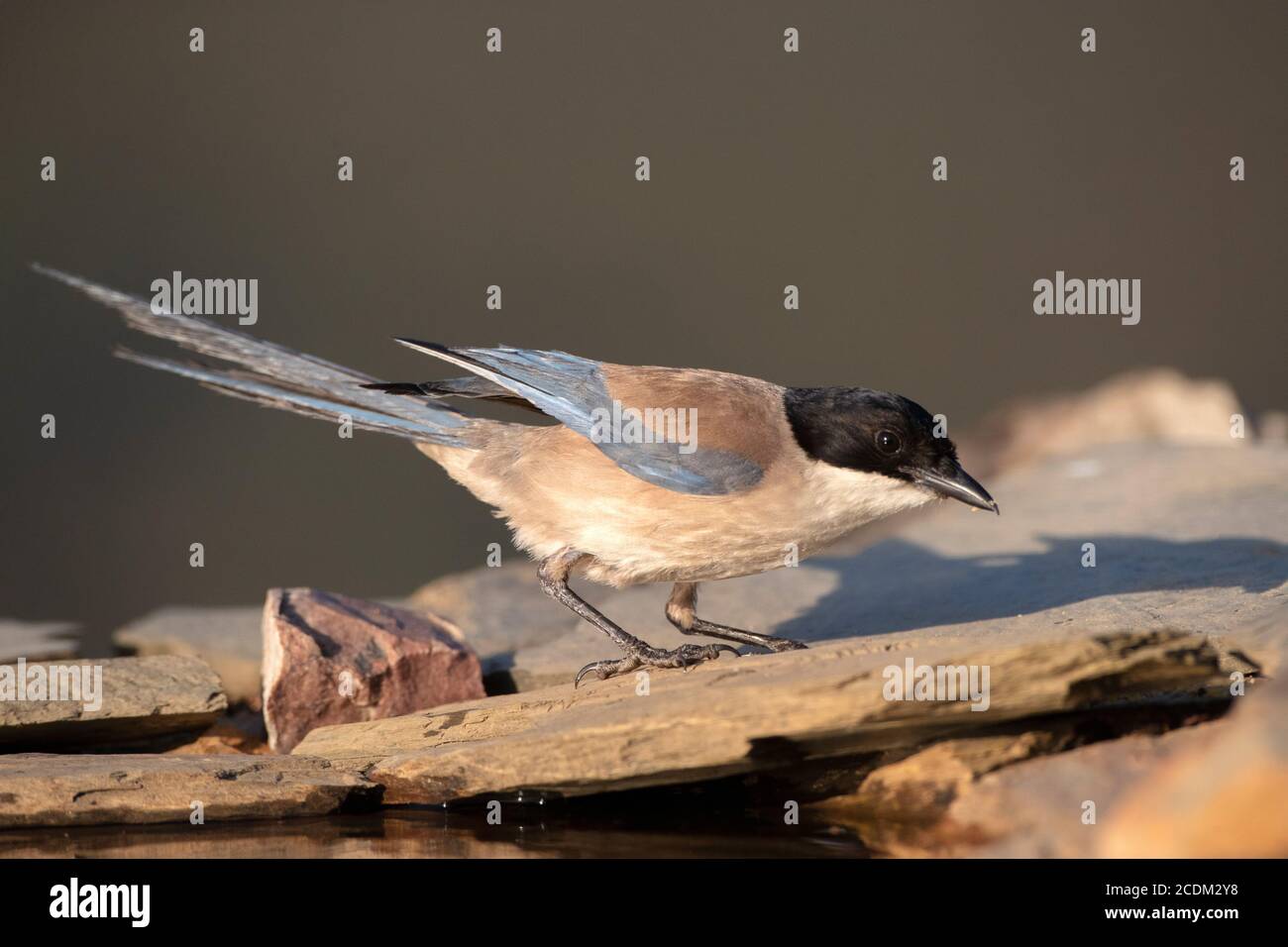 Iberian azure-winged magpie (Cyanopica cooki), perching on a stone, side view, Spain, Extremadura Stock Photo