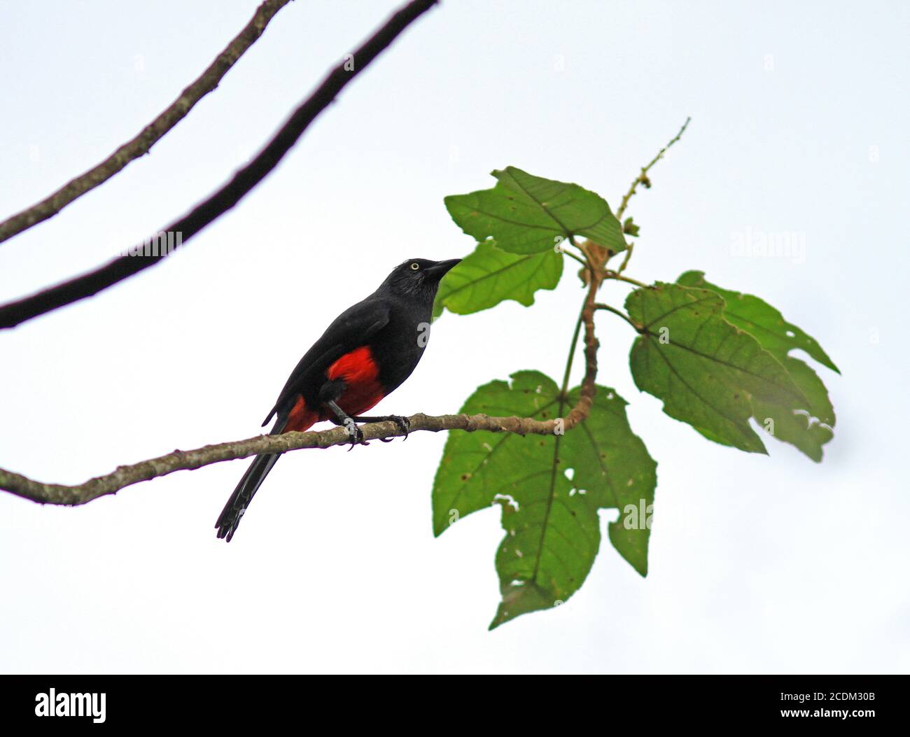 red-bellied grackle (Hypopyrrhus pyrohypogaster), perching on a branch in a montane rainforest, side view, Colombia Stock Photo