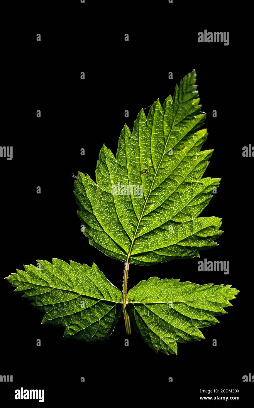 salmon raspberry, salmonberry (Rubus spectabilis), leaf against black