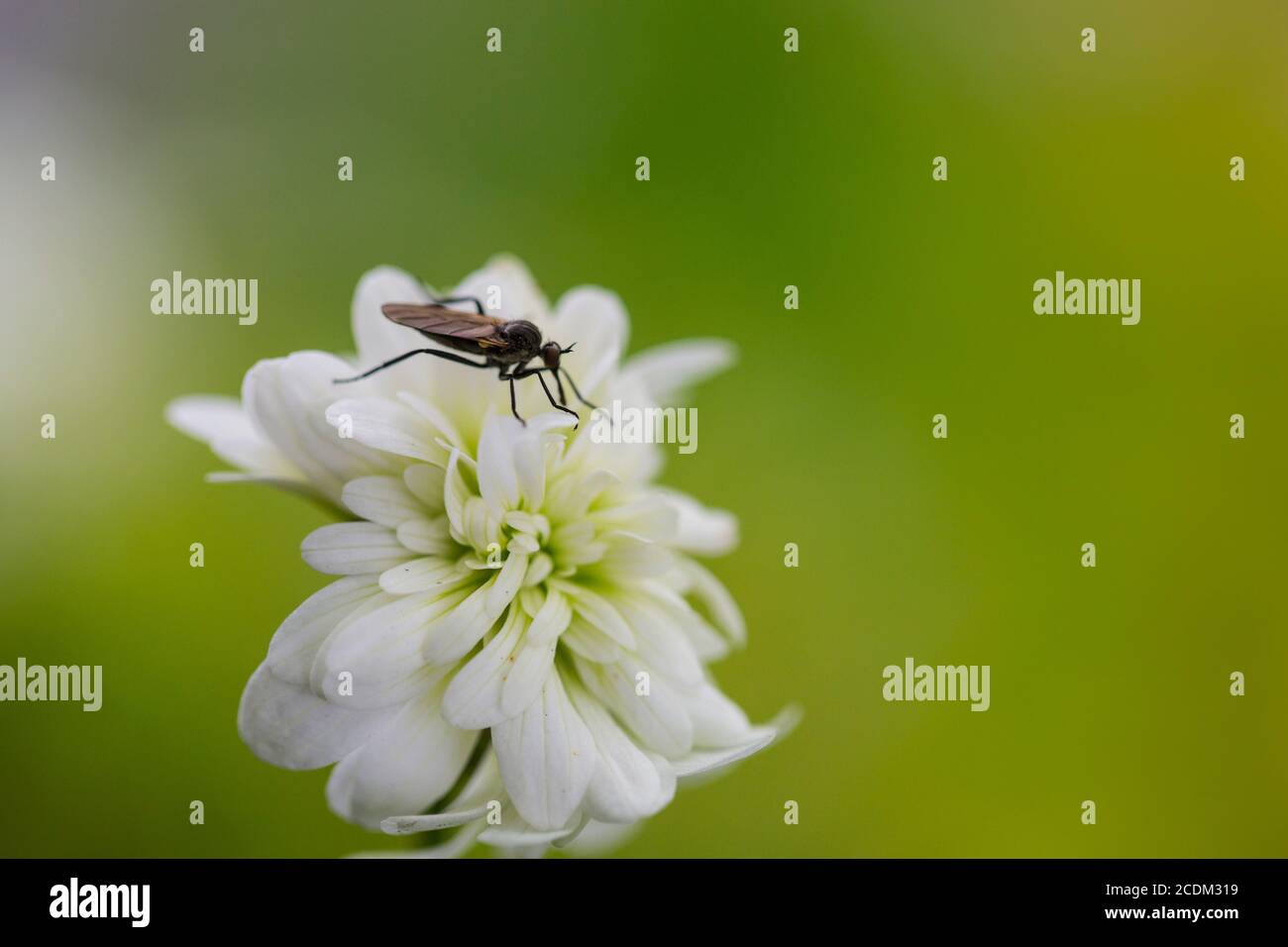 Meadow saxifrage (Saxifraga granulata 'Plena', Saxifraga granulata Plena, Saxifraga granulata var. plena), cultivar Plena, flower with fly, Stock Photo