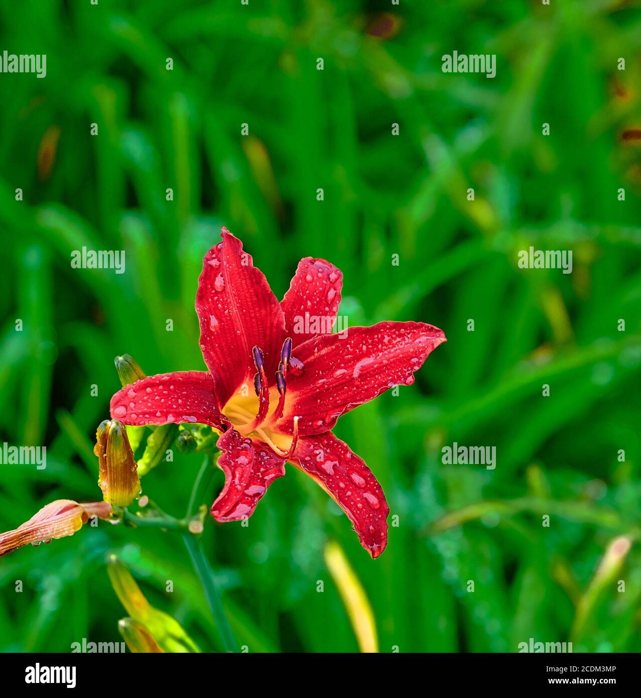 Tiger Lily in Rain.jpg Stock Photo