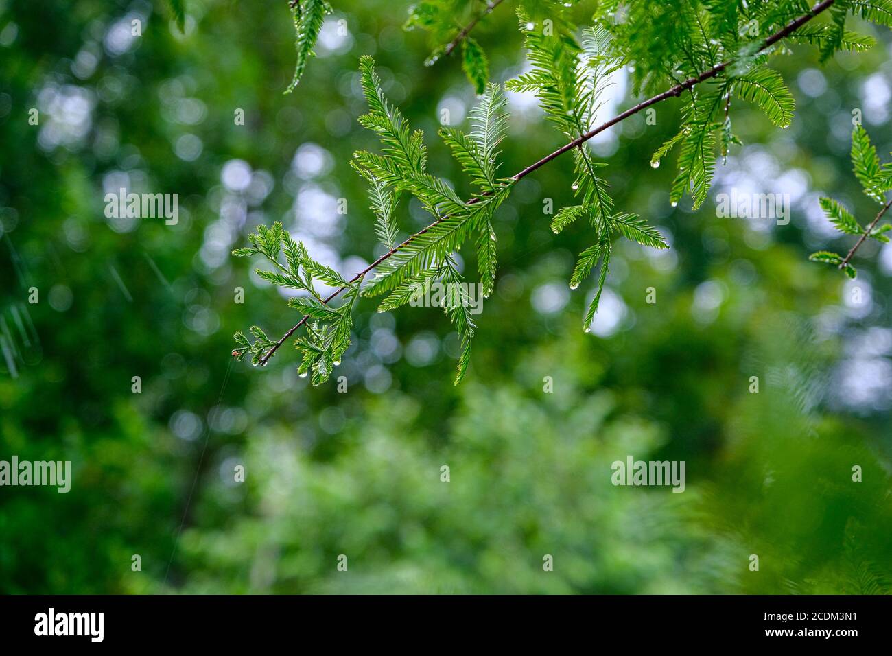 Rain forest tree detail hi-res stock photography and images - Alamy