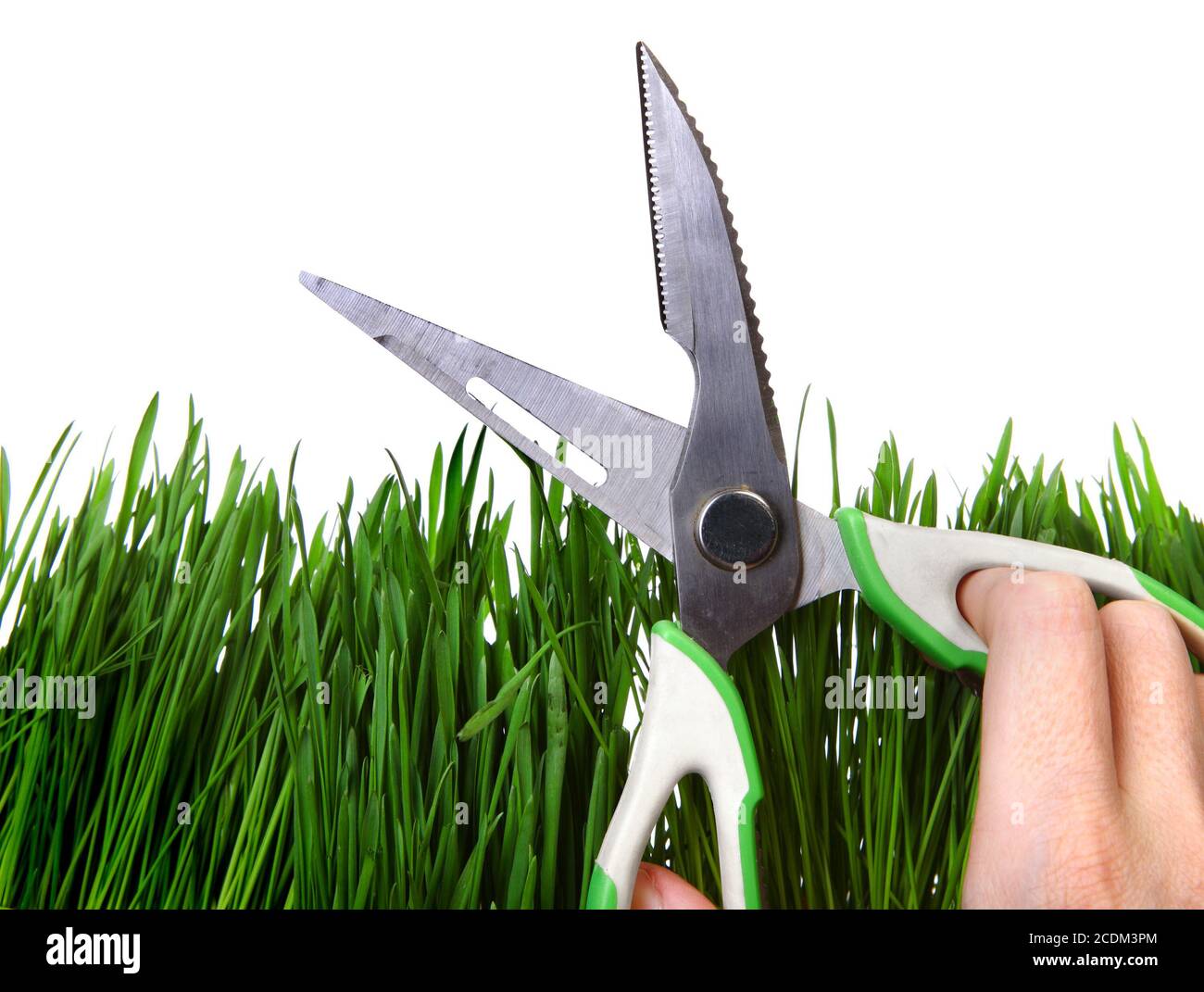 Cutting Grass With Scissors High Resolution Stock Photography and