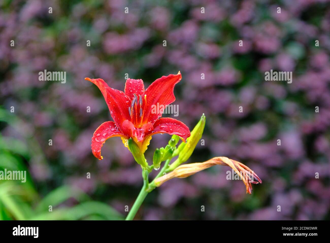 Tiger Lily with Purple Flowers in Background Stock Photo