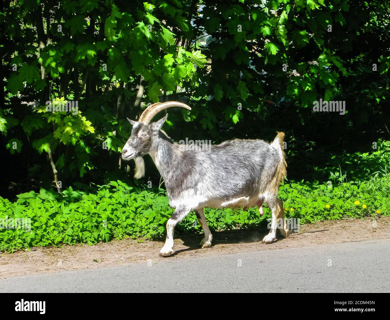Goat running on the road Stock Photo Alamy