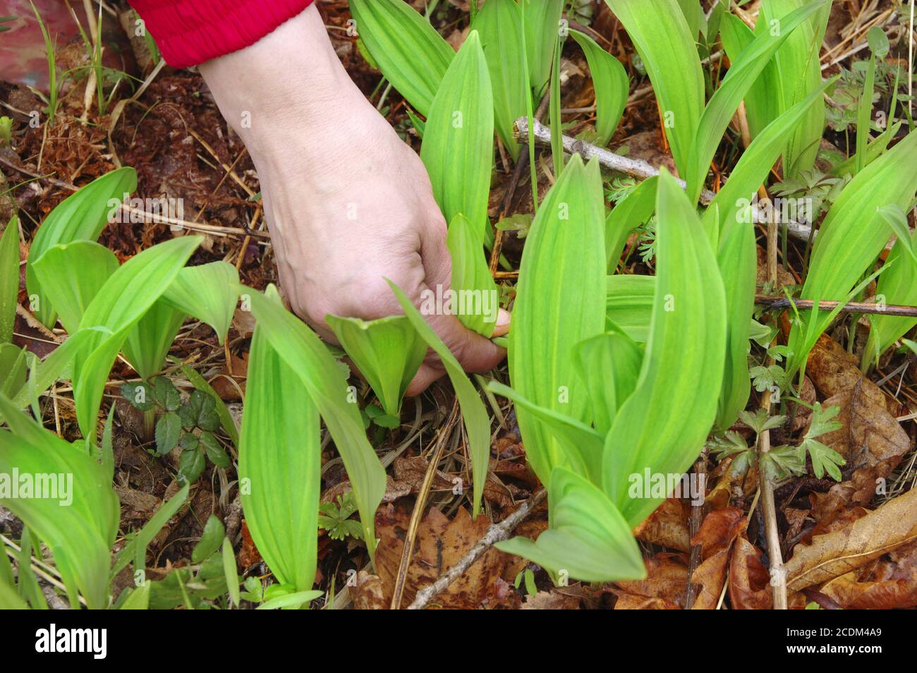 Wild Spring Garlic Wild garlic bloom in the park hi-res stock photography and images - Alamy