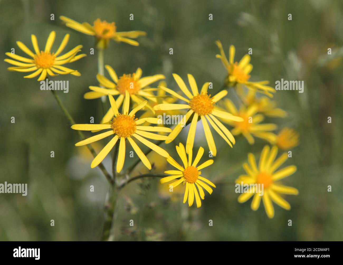 Common ragwort plants hi-res stock photography and images - Alamy