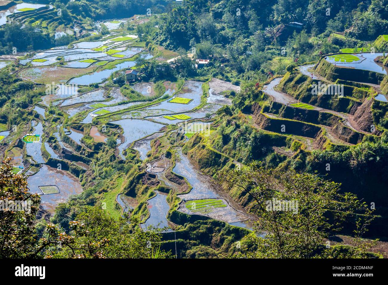 the famous rice-terraces of Banaue, Luzon, Philipp Stock Photo