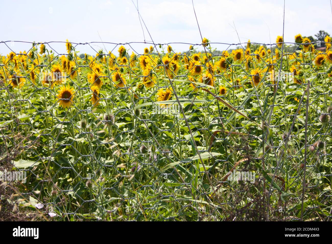 natural flower field of sunflowers plants in tuscany Stock Photo - Alamy