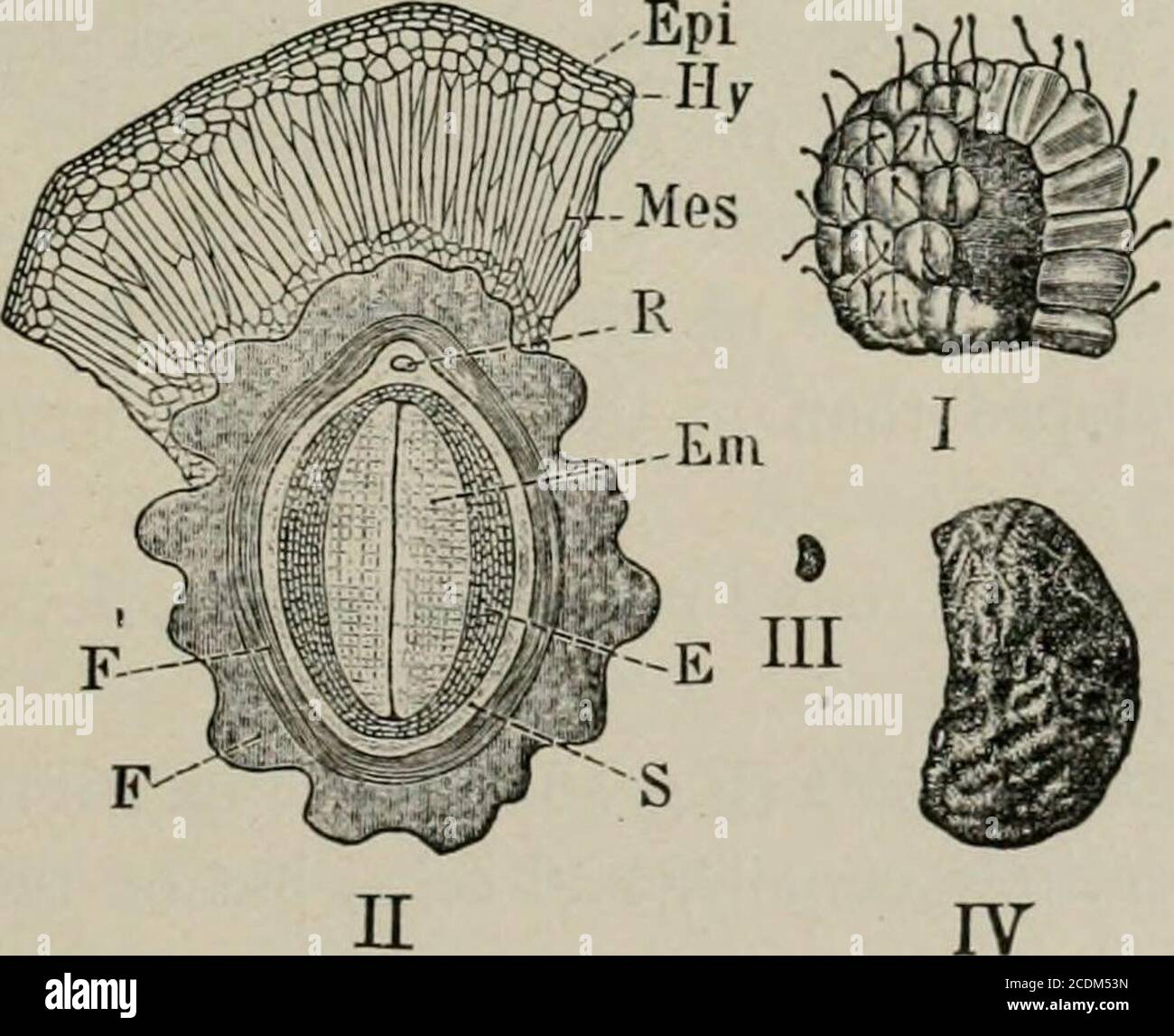 . The microscopy of vegetable foods, with special reference to the detection of adulteration and the diagnosis of mixtures . ens. Bailey ^ states that the red raspberries cultivated in America areoffspring of the native R. sirlgosiis INIichx., which, however, is closelyrelated to the European raspberr R. IdcBus L. The yellow varietiesare but albino forms of these species. The raspberry, blackberry, and other bramble fruits {Ruhus) areintermediate in both macroscopic and microscopic structure betweenthe strawberry (Fragaria) and the stone fruits (Prunus). They resemblethe strawberry in that th Stock Photo