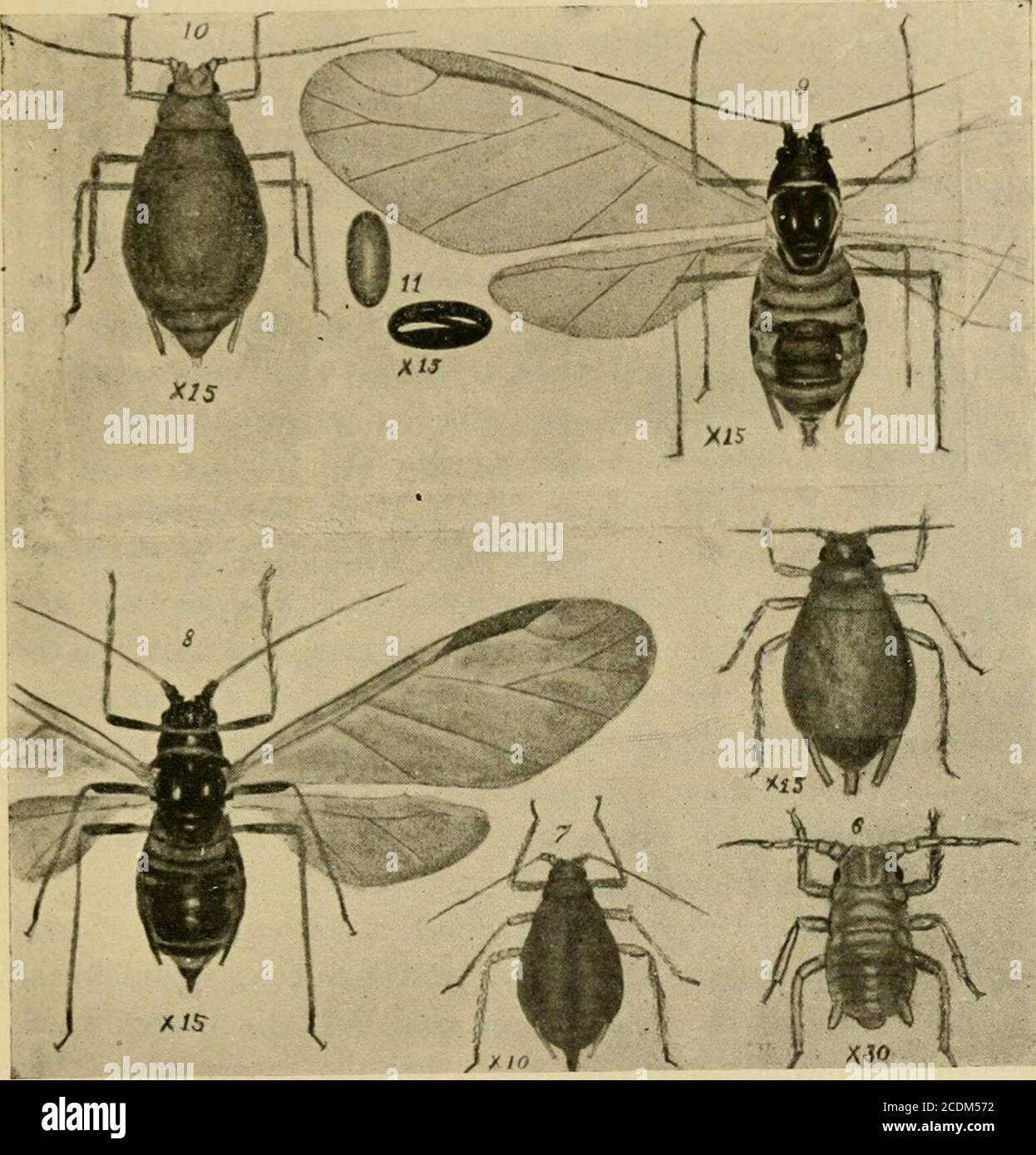 . Insect pests of farm, garden and orchard . of winter, as in cabbage pits, or in the South.The small, oval, shining black eggs are deposited in the axils ofthe buds or in crevices of the bark. ! The eggs hatch veryearly in the spring so that the young stem-mothers from themare often almost fully grown before the earliest peach or plumblossoms open. About the time the buds begin to open on thesetrees, the stem-mothers are all of a deep pink color and begin to * Myzus persicoe Sulz. Family Aphididoe. (Syn.—Rhopalosiphum diantJiiSchr.) See Gillette and Taylor, Bulletin 133, Colo. Agr. Exp. Sta., Stock Photo