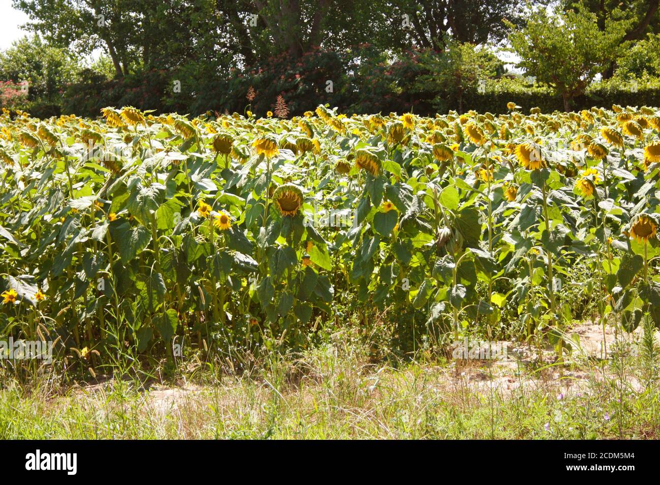 natural flower field of sunflowers plants in tuscany Stock Photo - Alamy