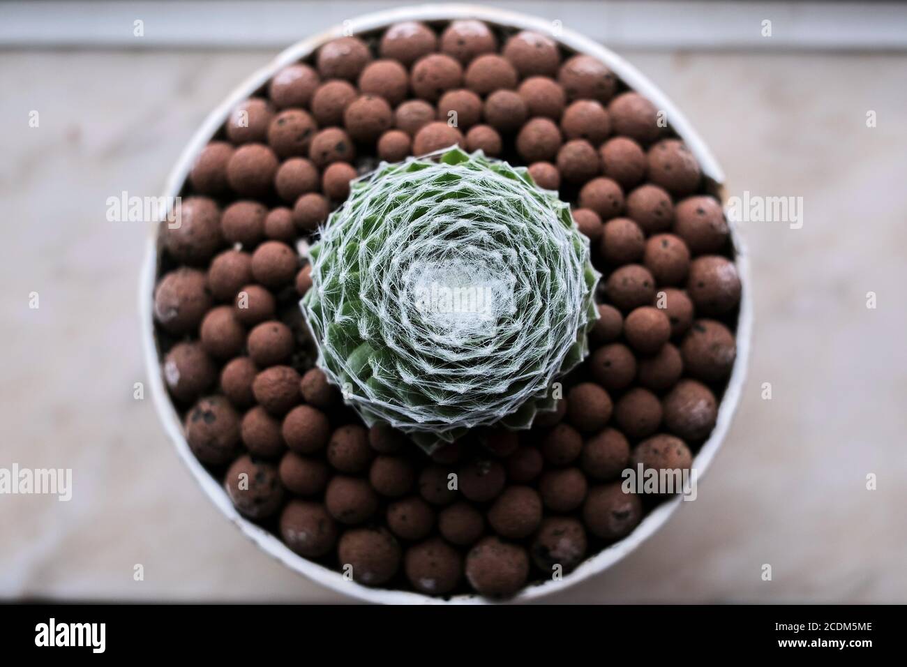 cacti and succulents, plants that are very popular in these times of lockdown, as they are distracting, easy to cultivate, requiring little space Stock Photo