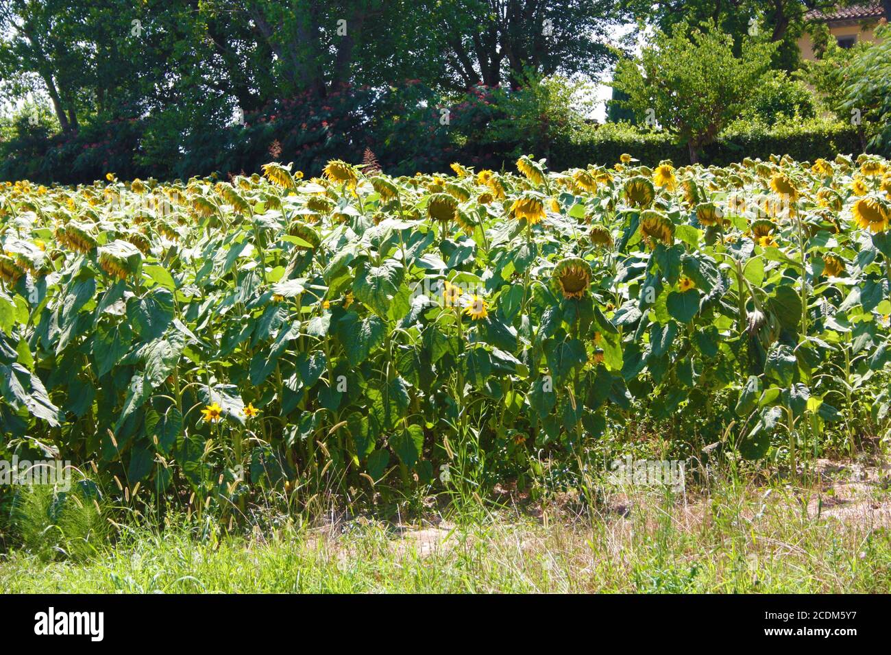 natural flower field of sunflowers plants in tuscany Stock Photo - Alamy