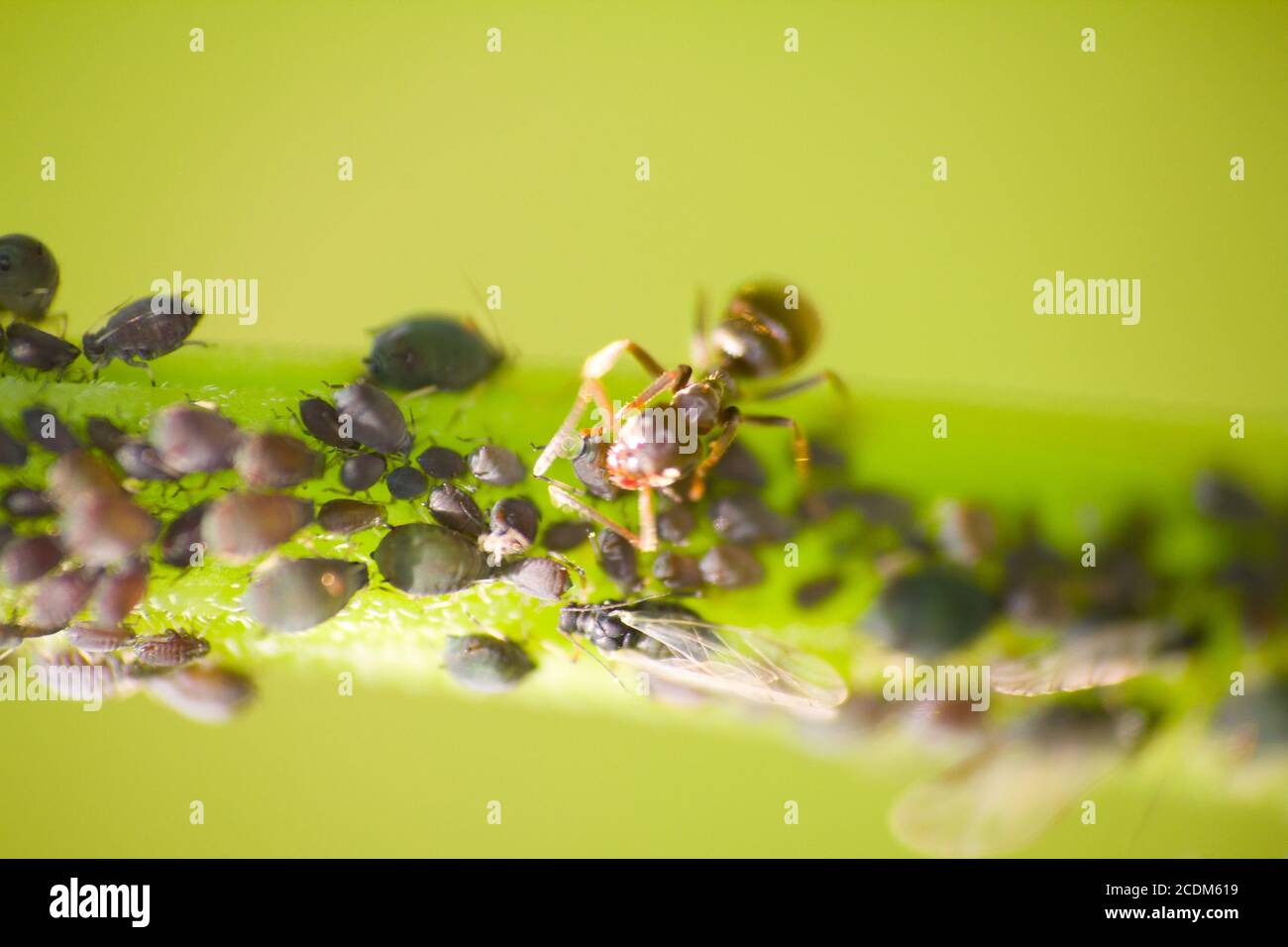 ant to milk a plant louse an insect macro Stock Photo