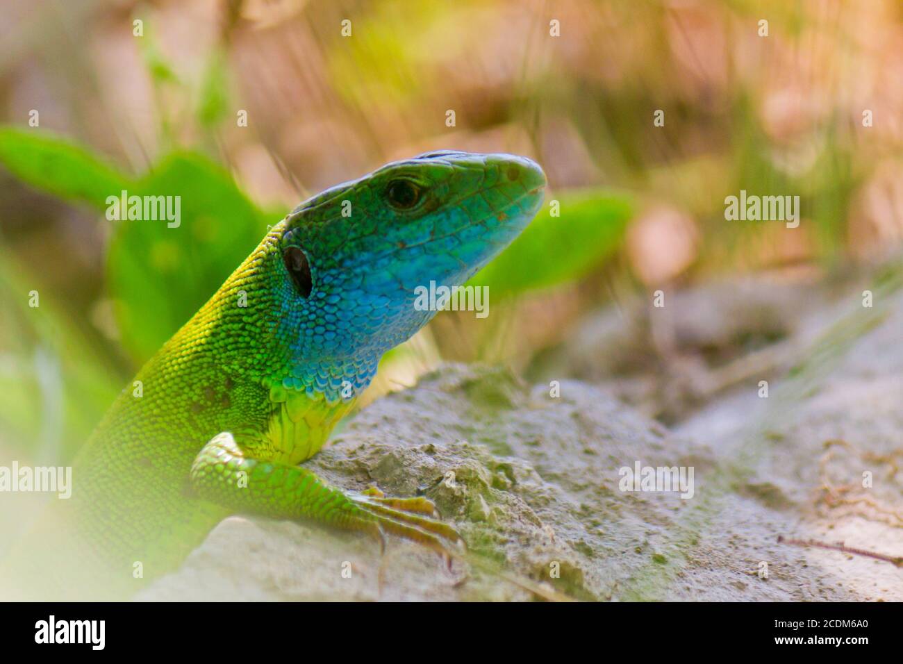 Green lizard Stock Photo