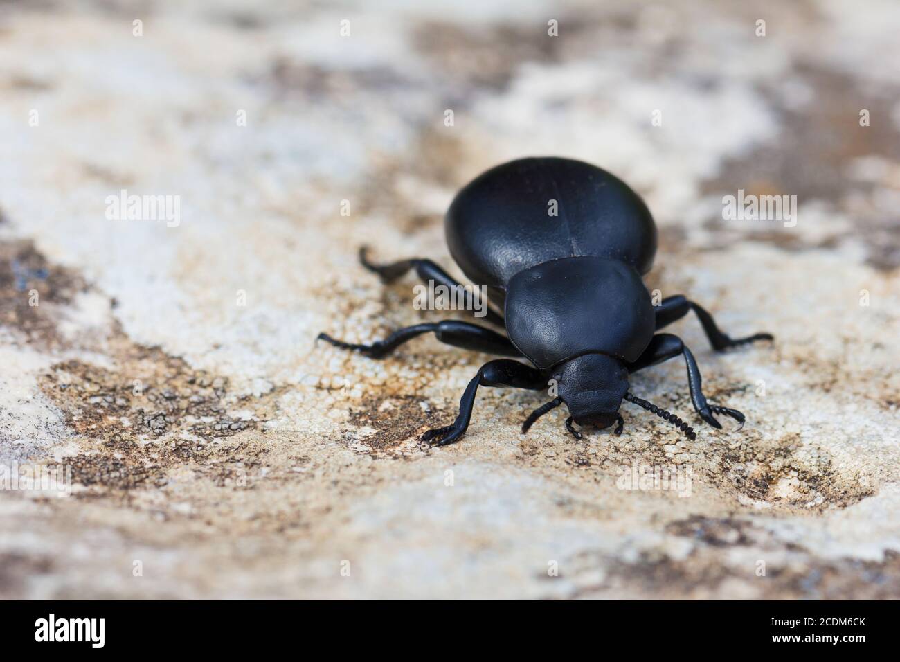 Dung beetle. Scarabaeidae Stock Photo