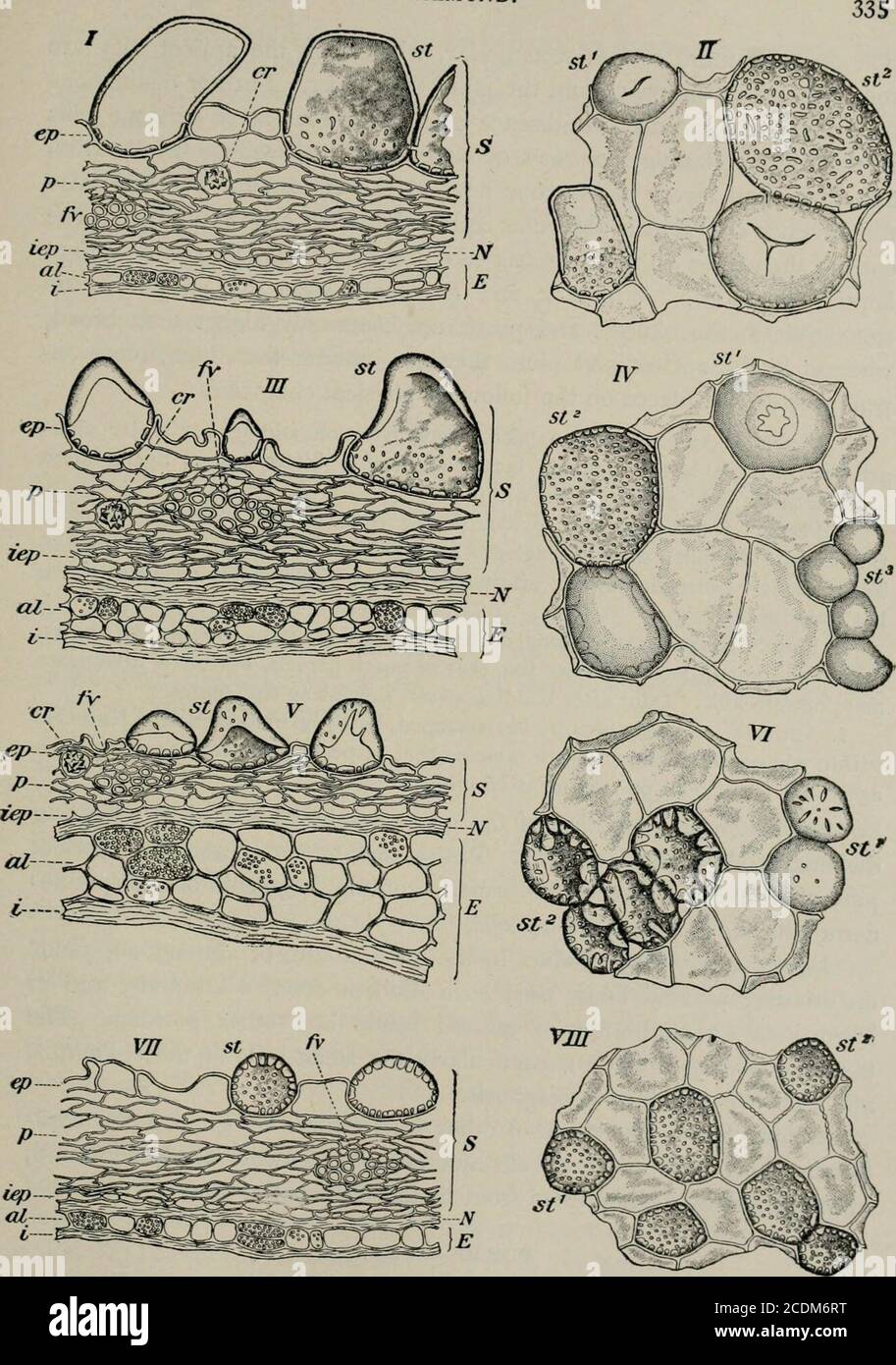 . The microscopy of vegetable foods, with special reference to the ...