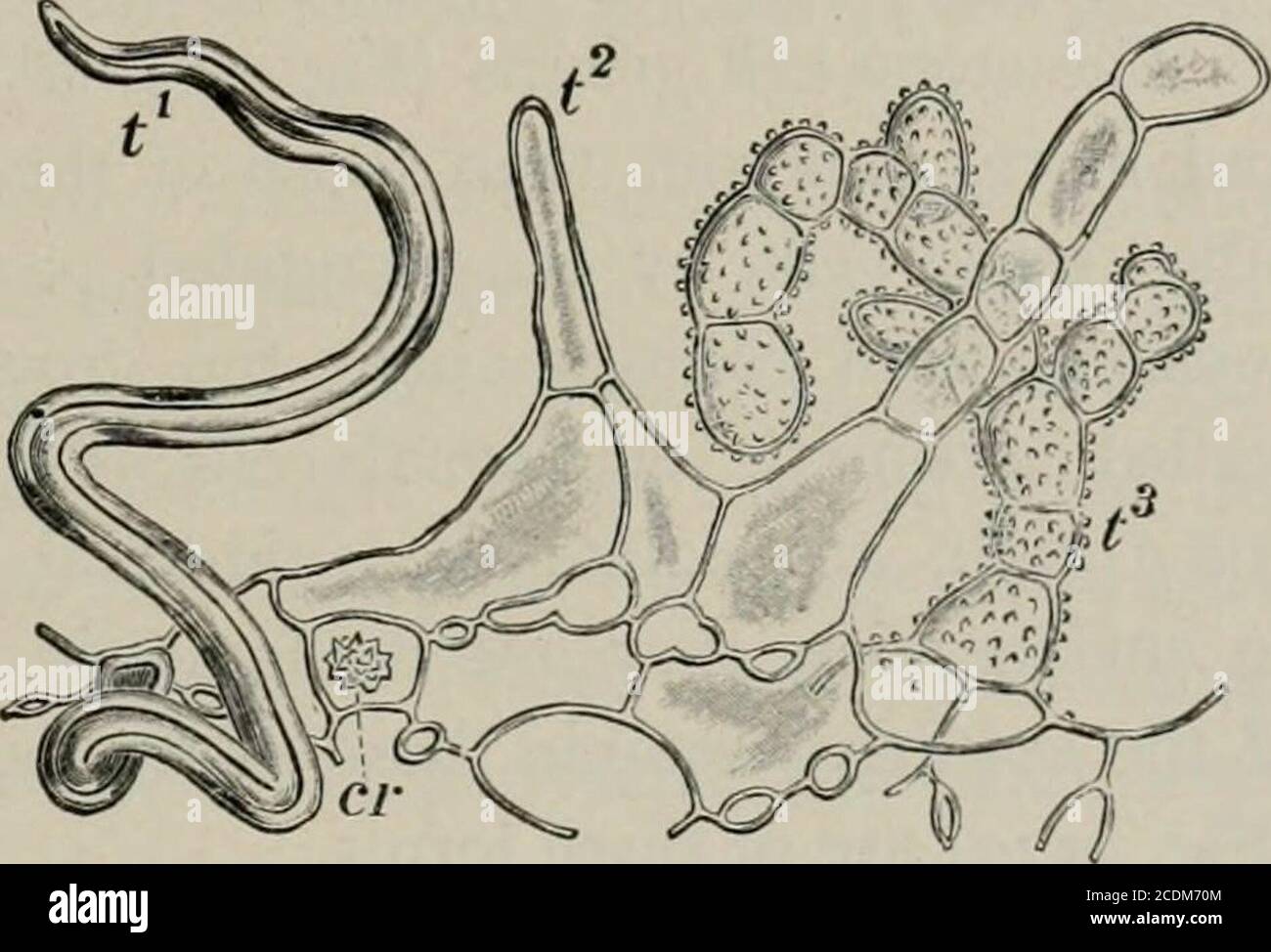 . The microscopy of vegetable foods, with special reference to the detection of adulteration and the diagnosis of mixtures . cell group, with /&gt; radiatingparenchyma containing am starch grains, p^ irregularly thickened parenchyma, /fiber, bundle consisting of sp spiral, g pitted and rd reticulated vessels, st- stone cellsaccompanying bundle, /» spongy parenchyma and cr crystal ceil of inner mesocarp;/&gt;* and p^ parenchyma and ie inner layer of endocarp. X160. (K. B. Winton.) off by handling. The fruit has five cavities, like the apple and pear,but each contains 6-15 seeds arranged mostly Stock Photo