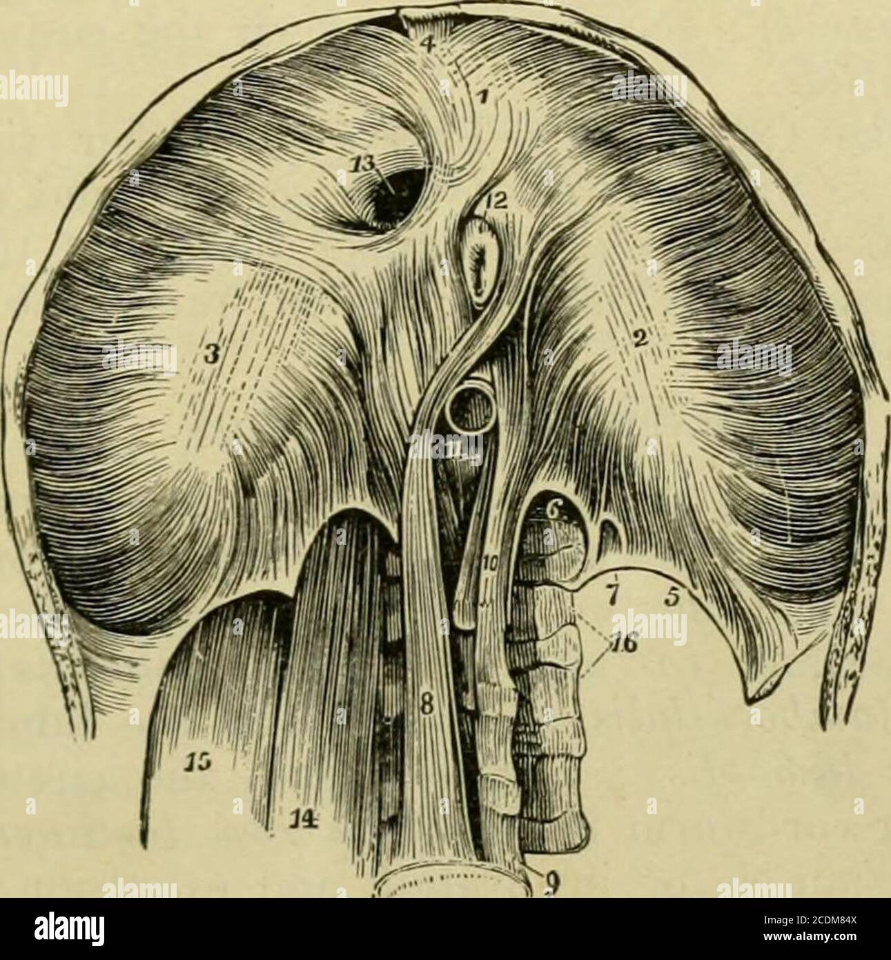 . Handbook of anatomy; being a complete compend of anatomy, including ...