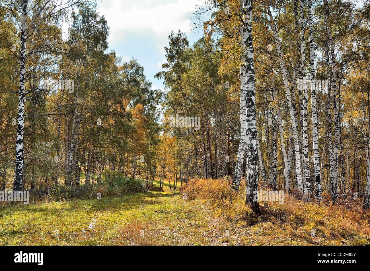 Birch trees in autumn forest hi-res stock photography and images - Alamy