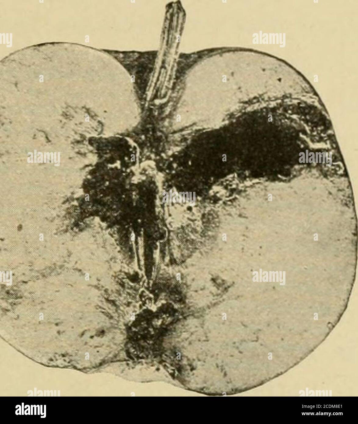 . Insect pests of farm, garden and orchard . t--..,. Fig. 488.—Work of ...