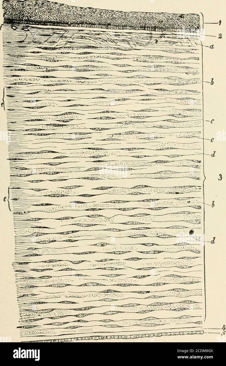 . A treatise on diseases of the eye . Lying between thebundles and lamelhie are small spaces—lacunar—and uniting these,numerous small canals—canaJiculw. These lacuna and canaliculaetogether form the canalicular lymph system of Recklinghausen. In eachlacuna a branching cell is found, whose protoplasmic processes extendalong the canalicuhe, anastomosing with those of adjacent cells. Thesecells are the fixed cells of the cornea, in contradistinction to the leuko-cytes which, by amebic movements, penetrate to every part of thecornea—the migratory cells of the cornea. A.DescemeVs Membrane.—The four Stock Photo