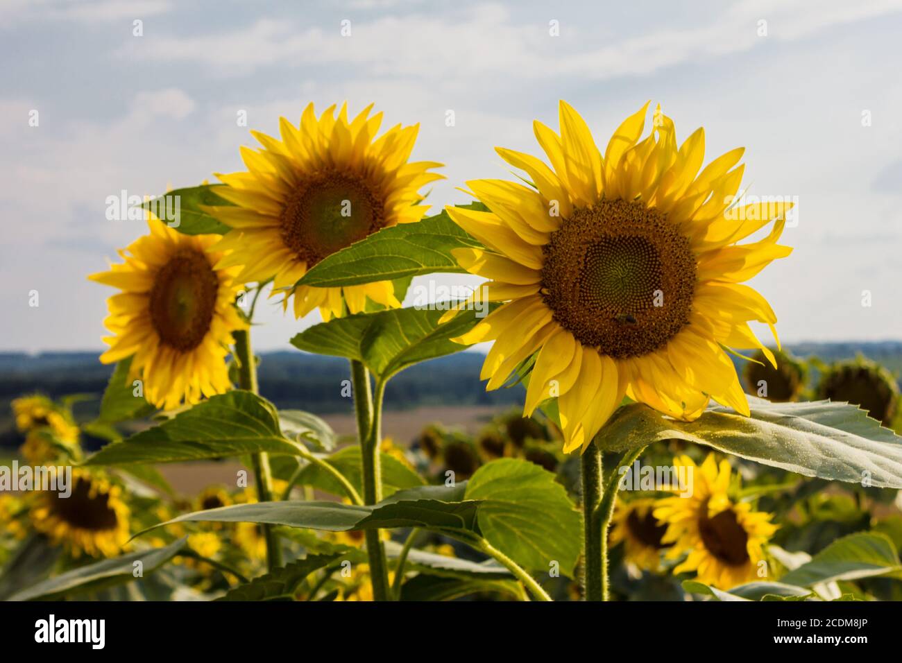 Sunflower in a field of sunflowers Stock Photo - Alamy