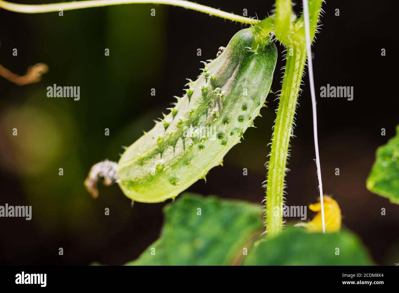 Fresh cucumber plant in greenhouse. Stock Photo