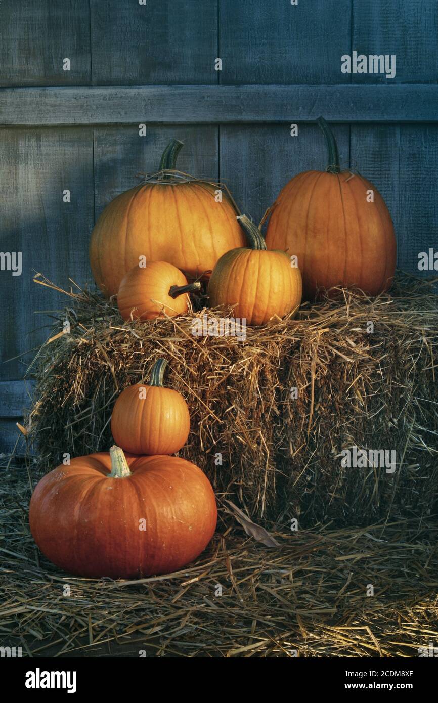 Assortment of pumpkins on hay in the barn Stock Photo - Alamy