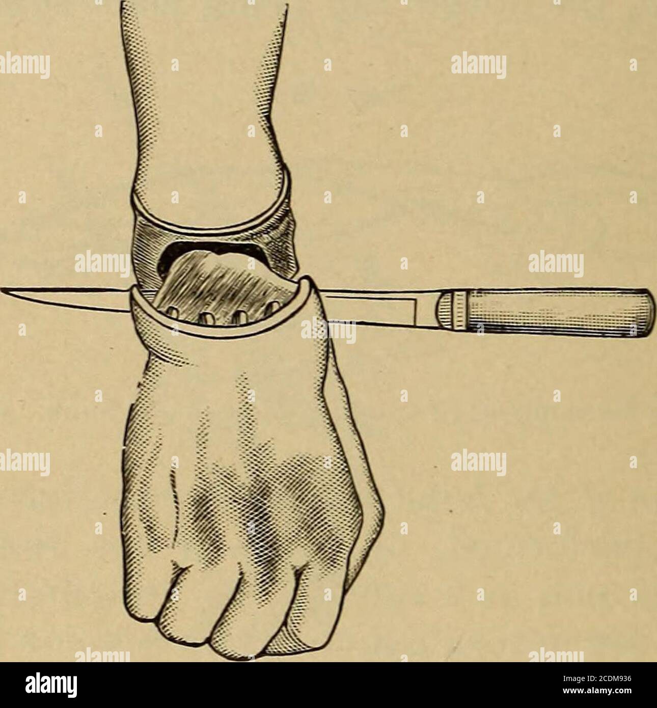 . Minor and operative surgery, including bandaging . carpal joint ...