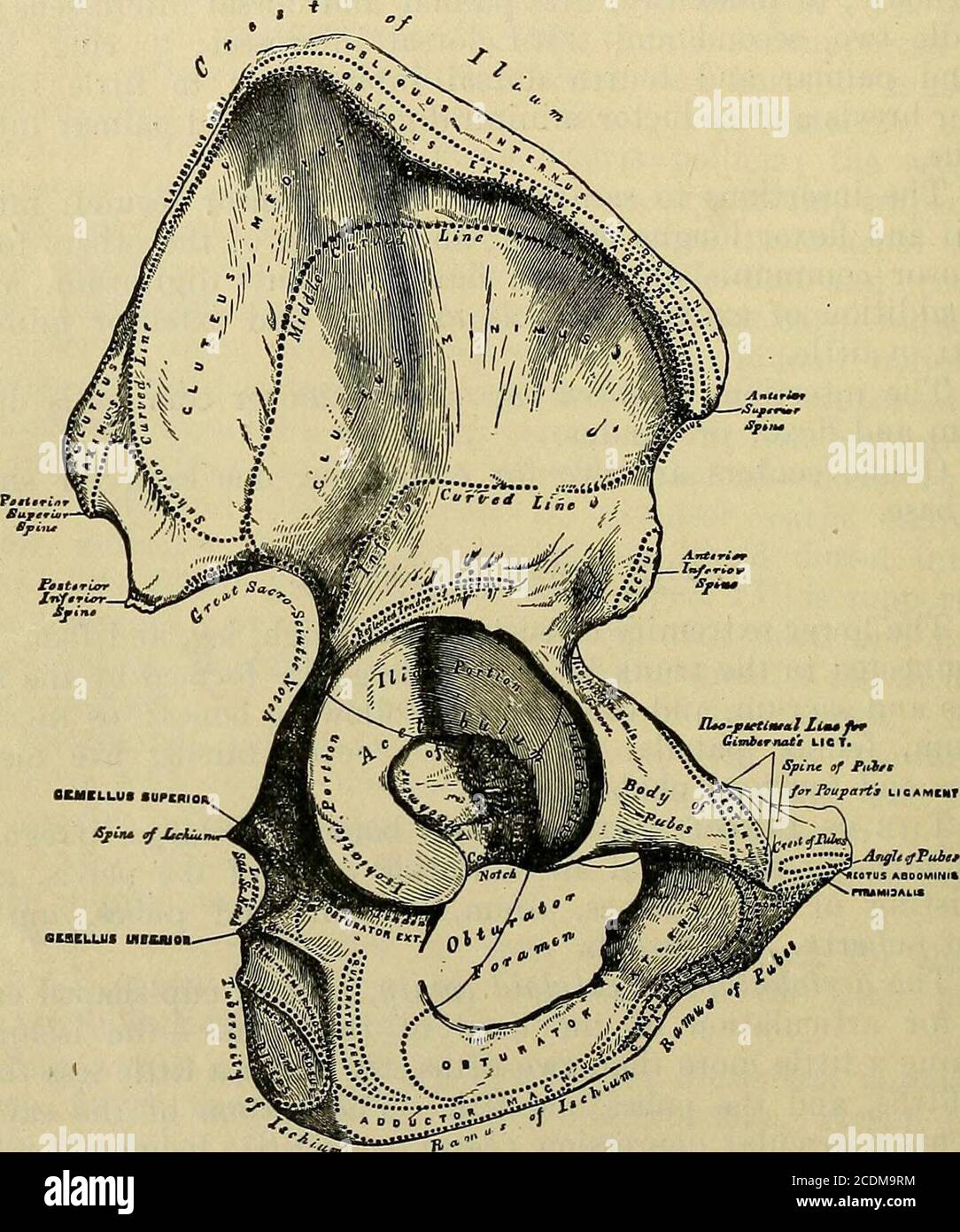 . Handbook of anatomy; being a complete compend of anatomy, including ...