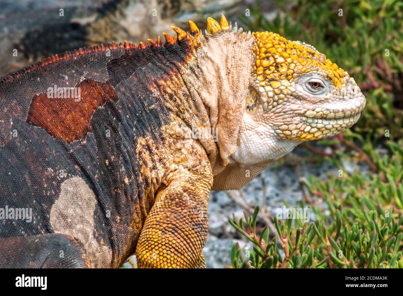 Land Iguana on Isla Plaza Sur, Galapagos, Ecuador Stock Photo