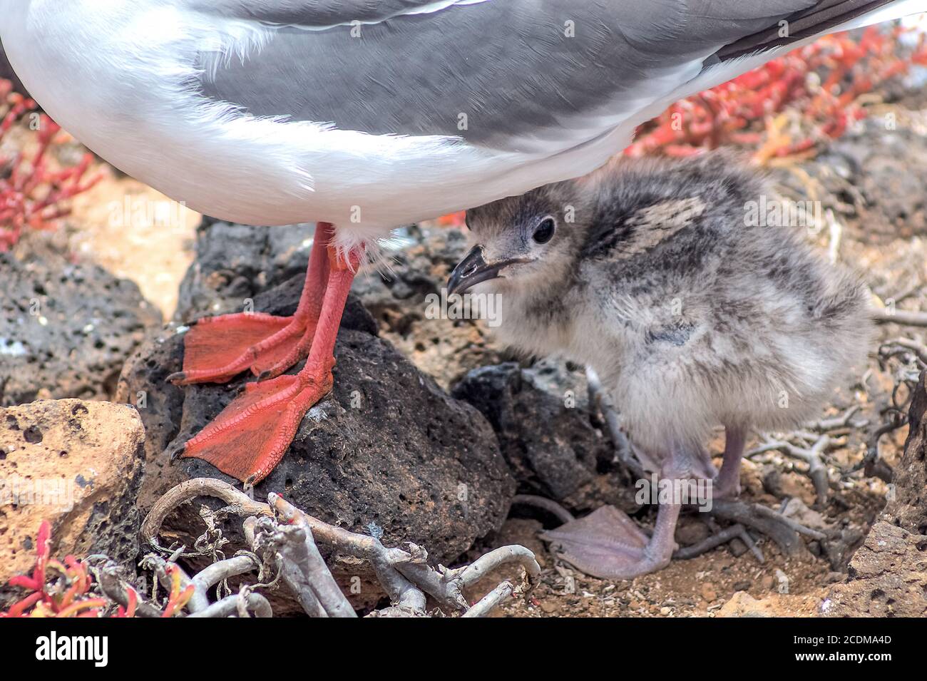 swallow-tailed-gull with its chick on Isla Plaza S Stock Photo