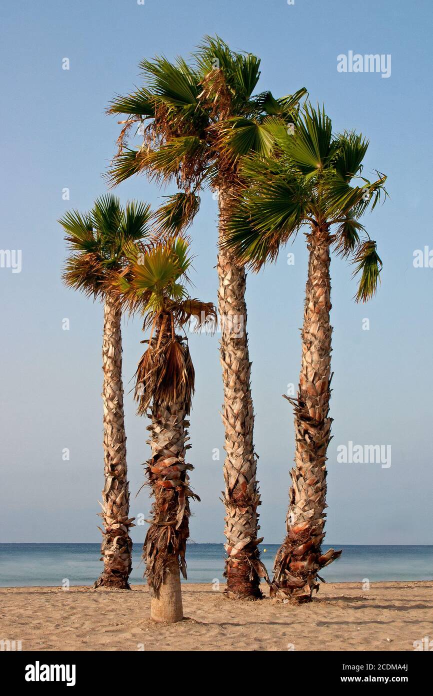 Four Palmtrees at the beach Stock Photo