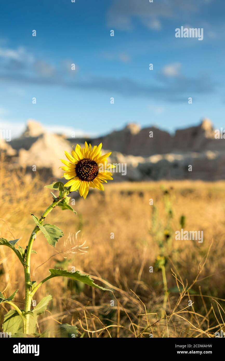 Yellow Sunlit Sunflower in Badlands National Park, South Dakota Stock