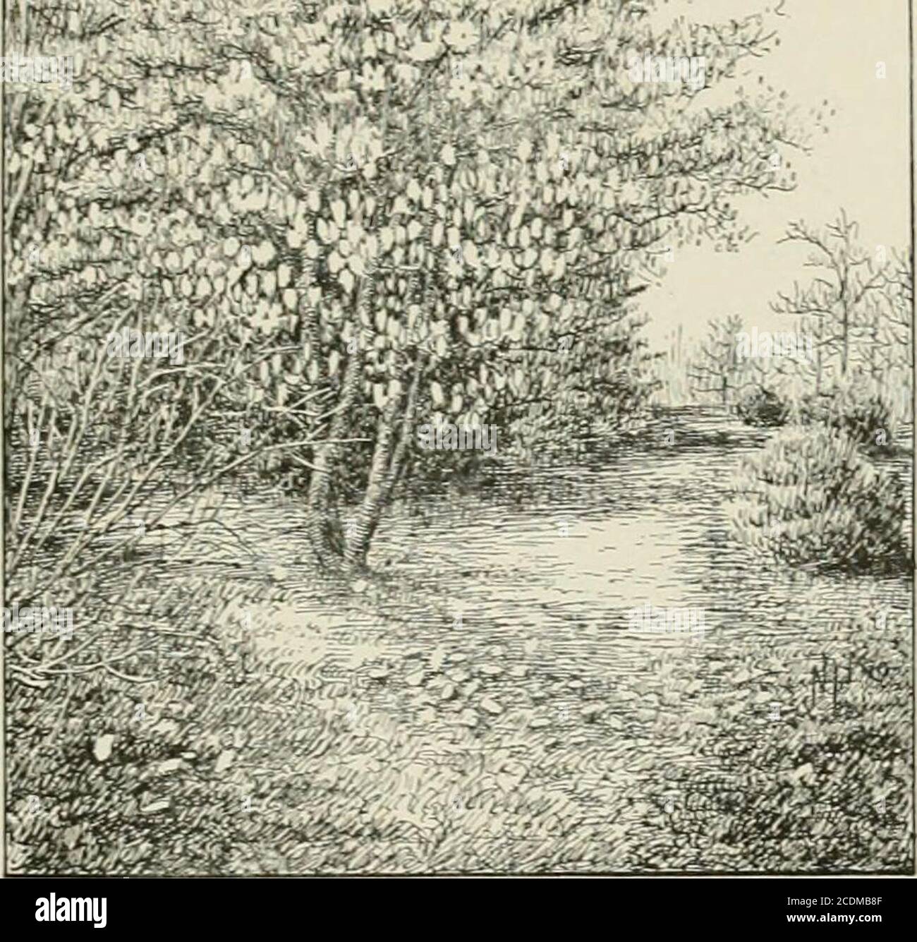 . Lawns and gardens. How to plant and beautify the home lot, the pleasure ground and garden . S — ?. FIG. 10Z—CHINESE MAGNOLIA MAGNOLIA CONSPICUA). Sweet Bay, Magnolia glatica.—A small American tree,very fine when cultivated, growing in swamps and lowgrounds generally. It has oblong leaves, green on the uppersurface, glaucous beneath, and white fragrant flowers inearly summer. Fiue for groups and in shrubberies iu rich,not necessarily low, ground. 204 flowering XErees. Umbrella Tree, Magnolia umbrella.—This is a low orna-mental tree with broad, spreading crowns and obovate-lanceolate leaves f Stock Photo