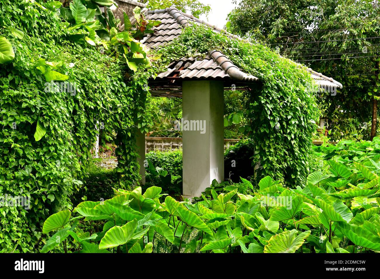 An abandoned overgrown derelict house covered with tropical greenery. Stock Photo