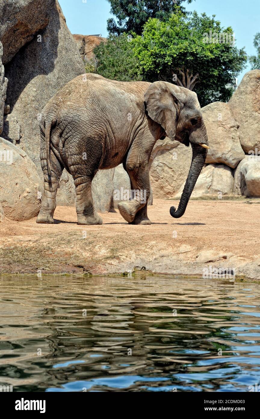 African elephant in natural environment. Stock Photo