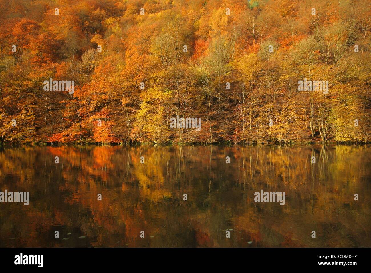 golden october Stock Photo