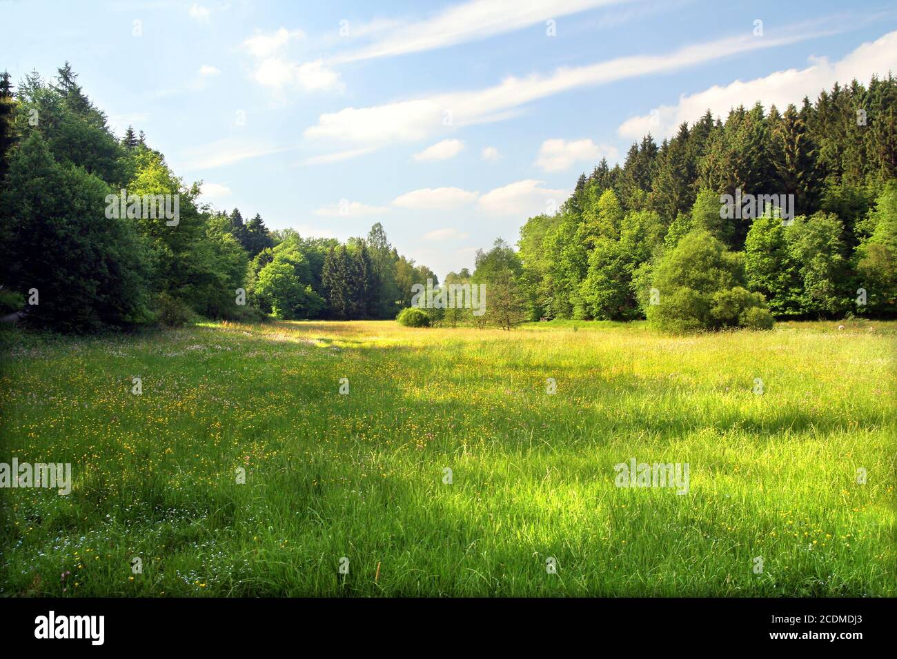 Summer meadow background hi-res stock photography and images - Alamy