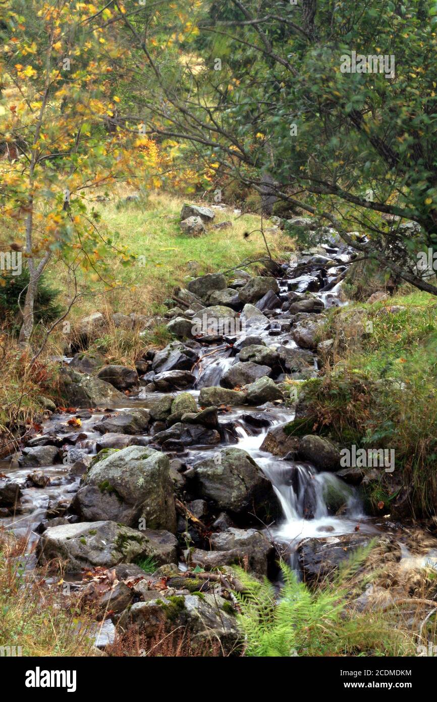 Brook run in the Black Forest, Germany Stock Photo