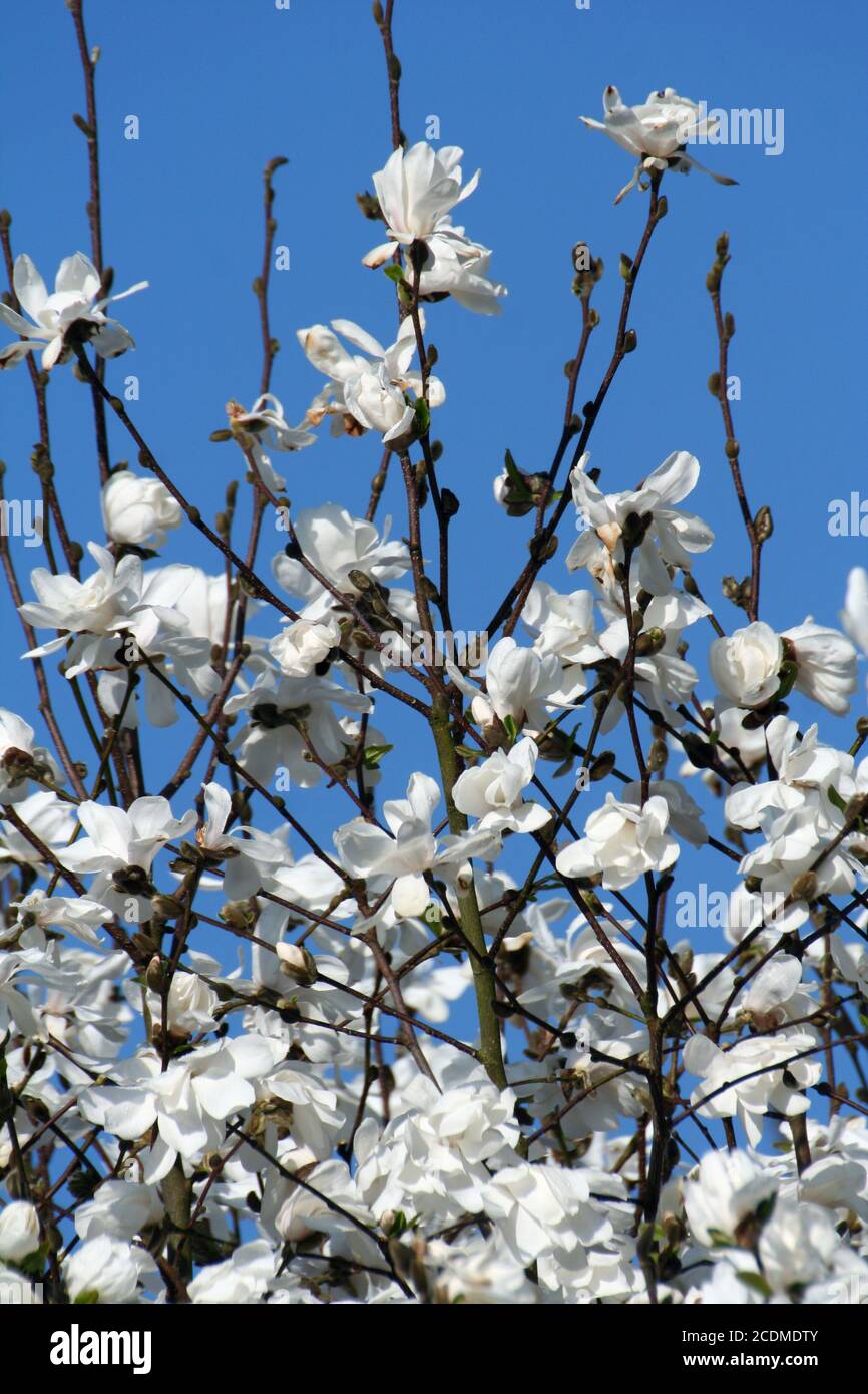 Magnolia bl hi-res stock photography and images - Alamy