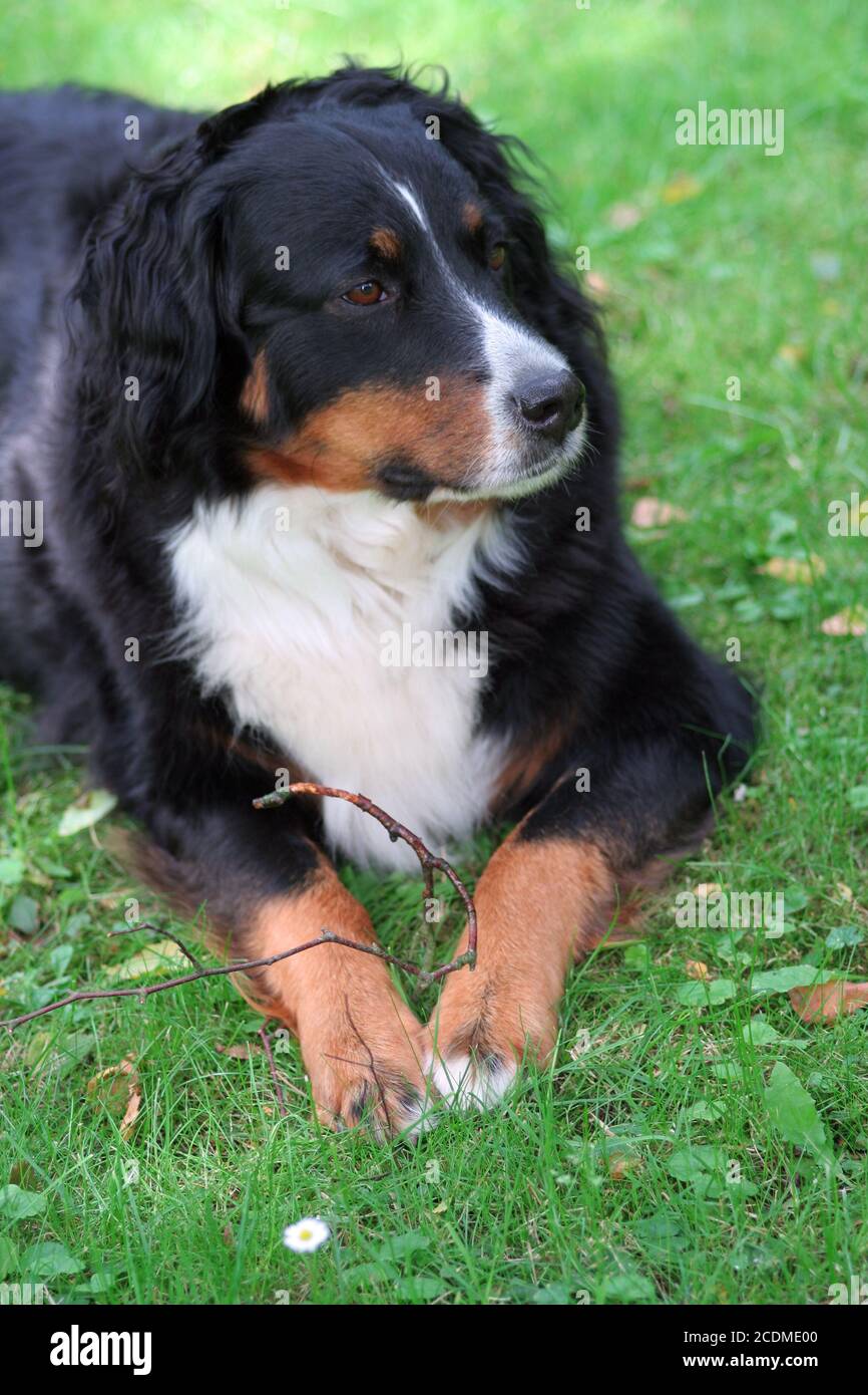 bernese mountain dog Stock Photo