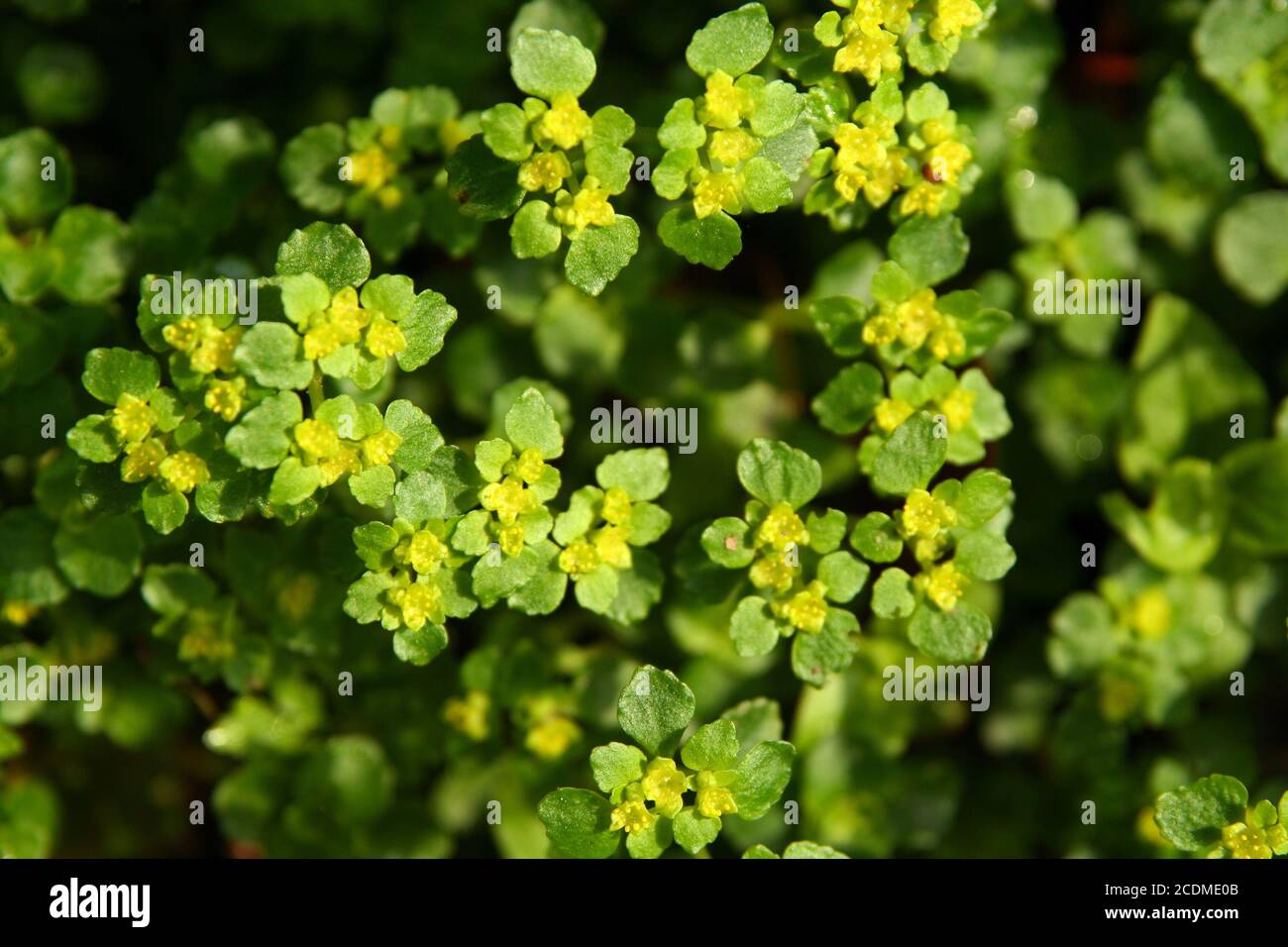 Saxifragaceae Stock Photo