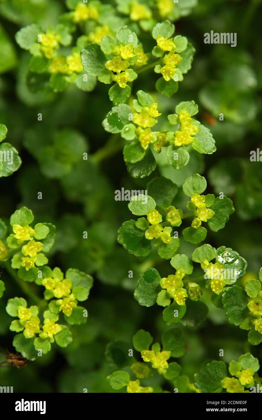 Saxifragaceae Stock Photo