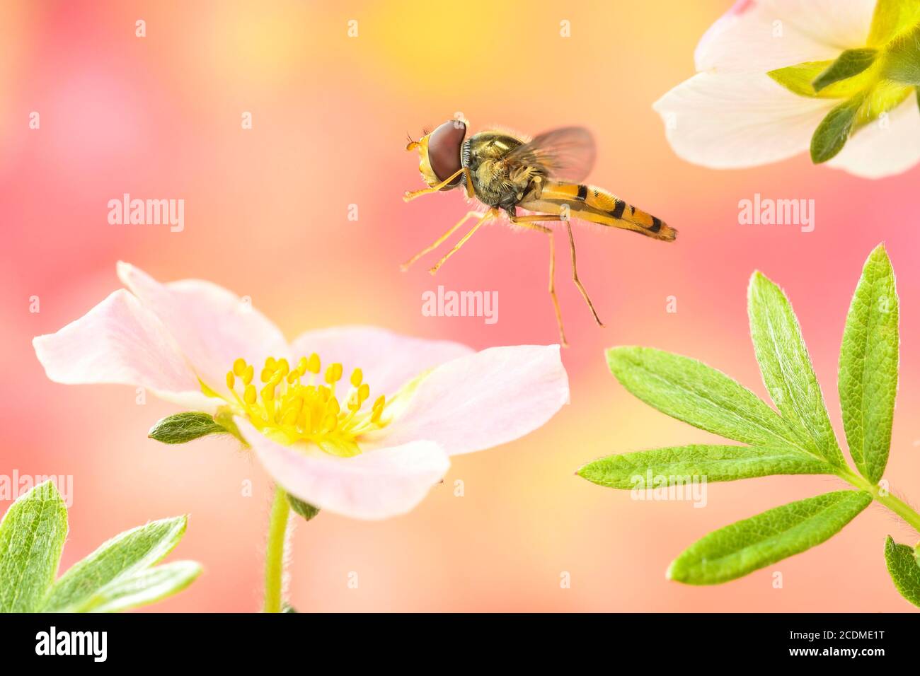 Marmalade hoverfly (Episyrphus balteatus ) flies to a flower of the finger shrub (Potentilla fruticosa), Germany Stock Photo