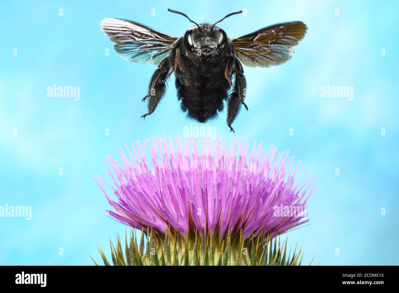 Violet carpenter bee (Xylocopa violacea), in flight at the flower of a common thistle (Onopordum acanthium) Germany Stock Photo