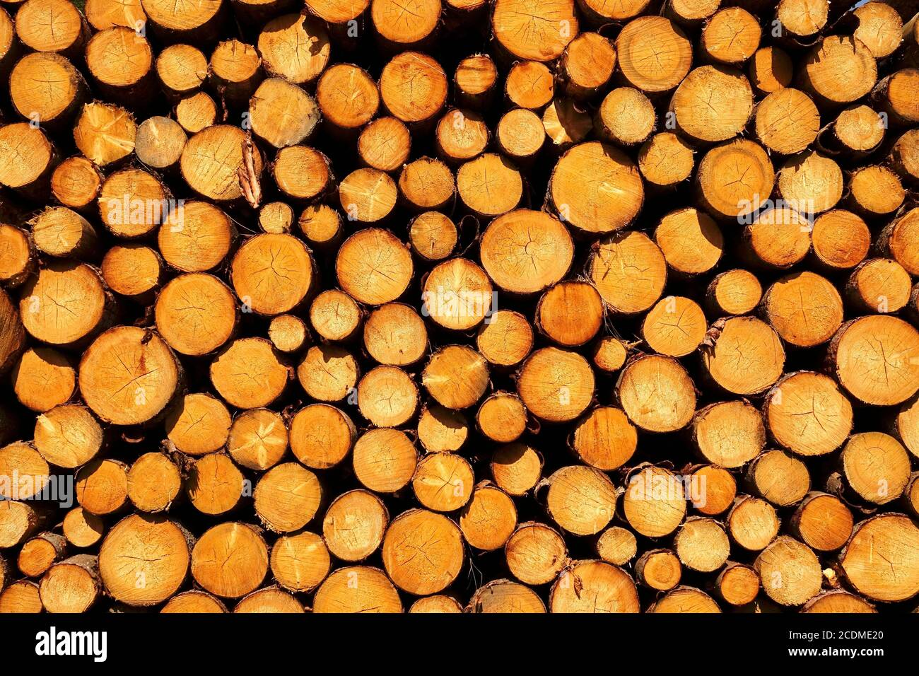 Stack of sawn logs, Saxony, German Stock Photo