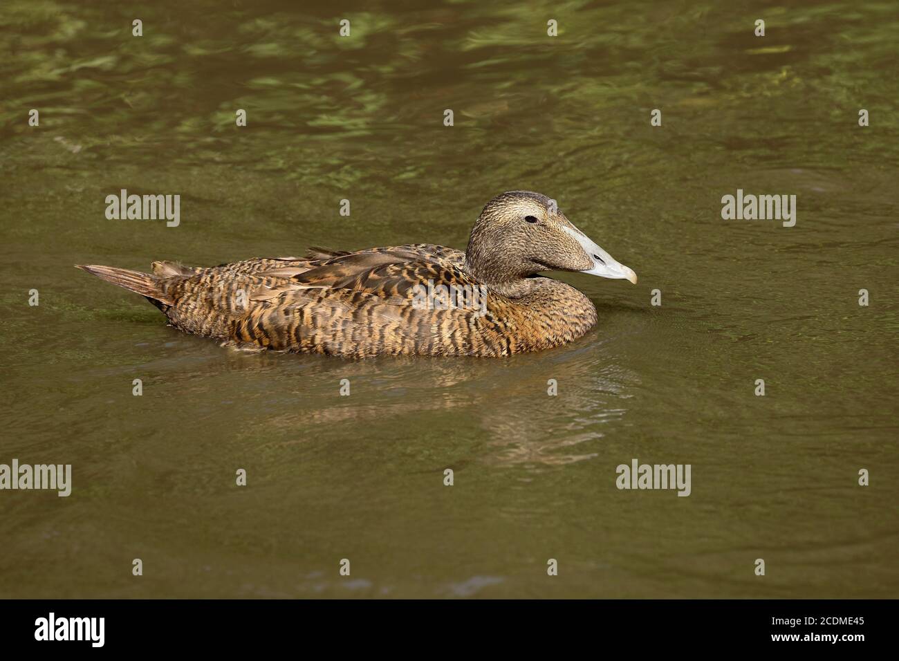 Common eider (Somateria mollissima ), Female swimming on a water body, Hesse, Germany Stock Photo